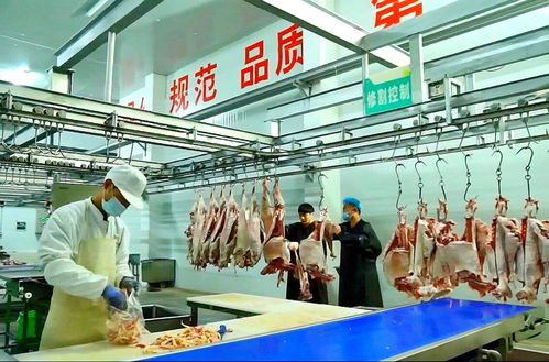 寧夏“身價百億”的羊 運動咨詢服務如何煉成產業傳奇